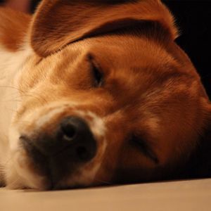 Meet your Posher, Connor